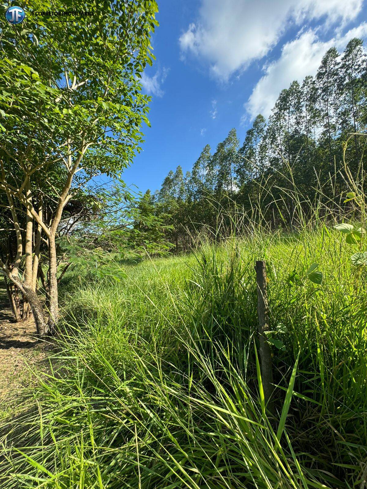 Fazenda à venda com 6 quartos, 55000m² - Foto 4