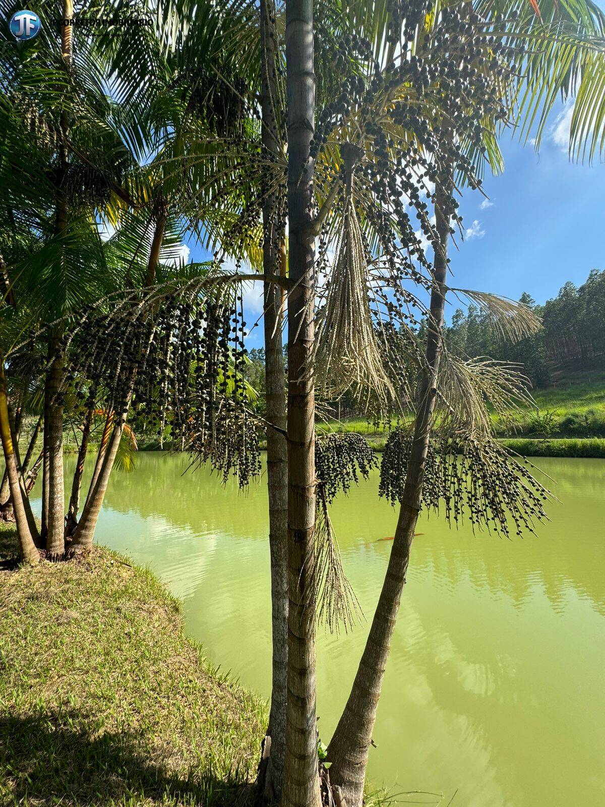 Fazenda à venda com 6 quartos, 55000m² - Foto 11