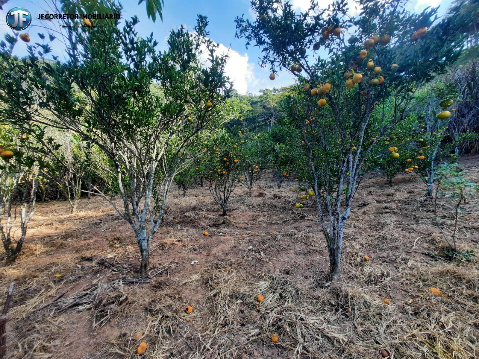 Fazenda à venda com 6 quartos, 680000m² - Foto 11