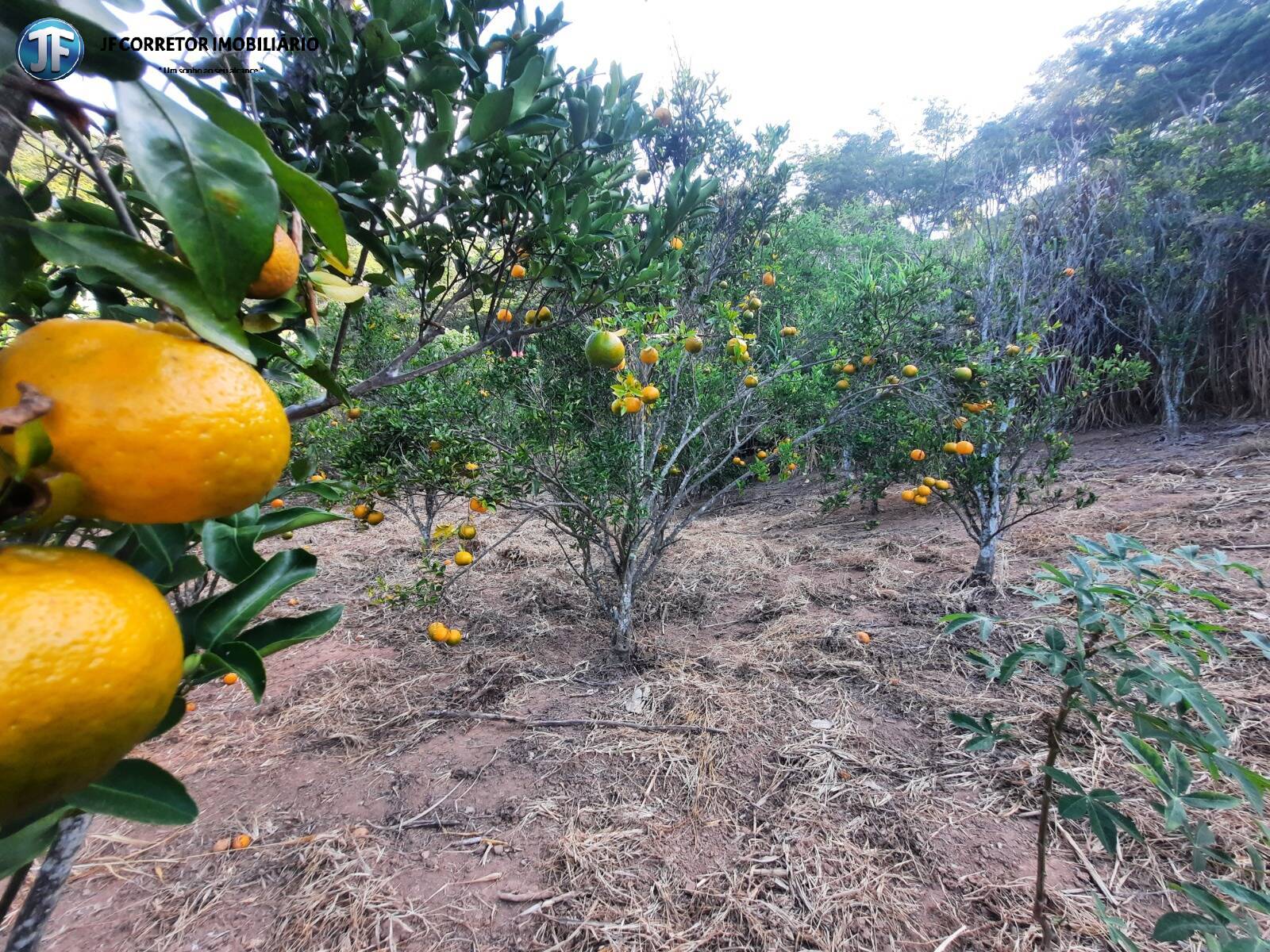 Fazenda à venda com 6 quartos, 680000m² - Foto 12