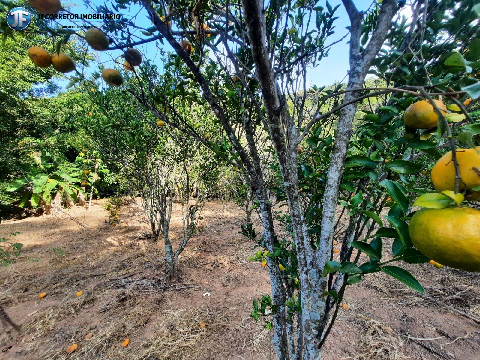 Fazenda à venda com 6 quartos, 680000m² - Foto 13