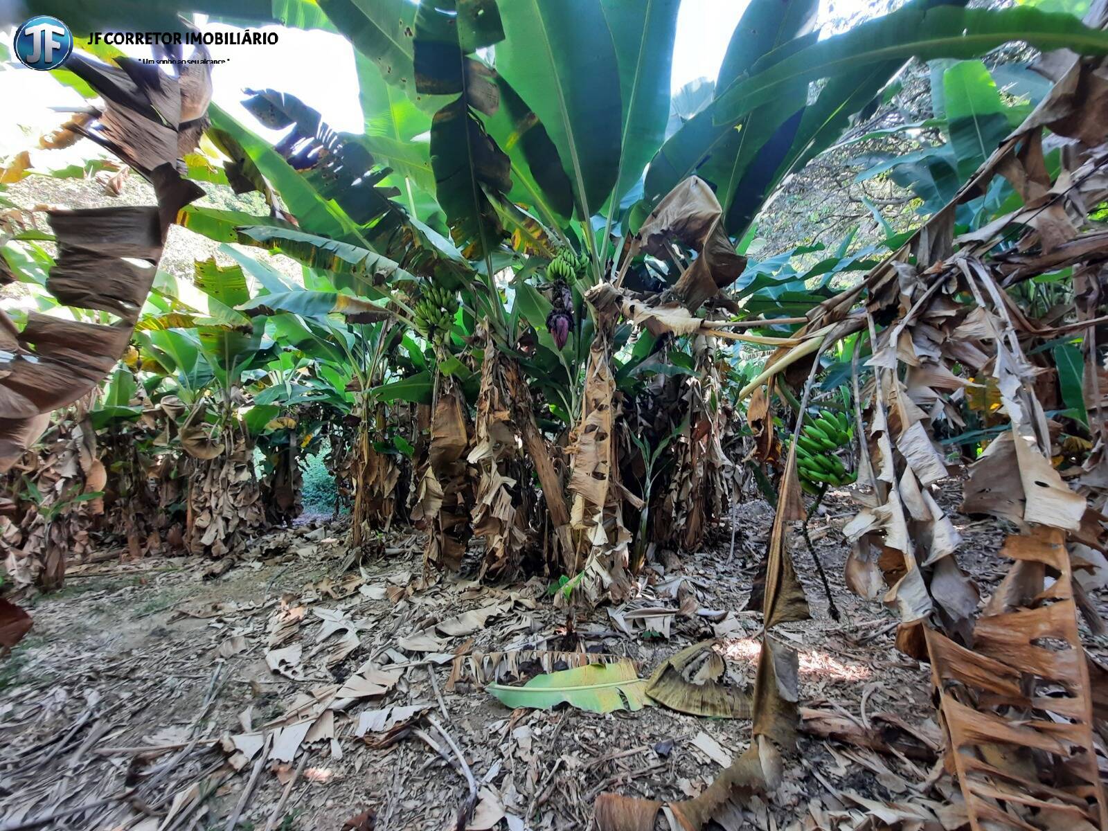 Fazenda à venda com 6 quartos, 680000m² - Foto 20