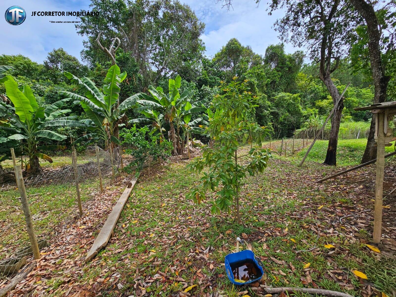 Fazenda à venda com 4 quartos, 6000m² - Foto 6