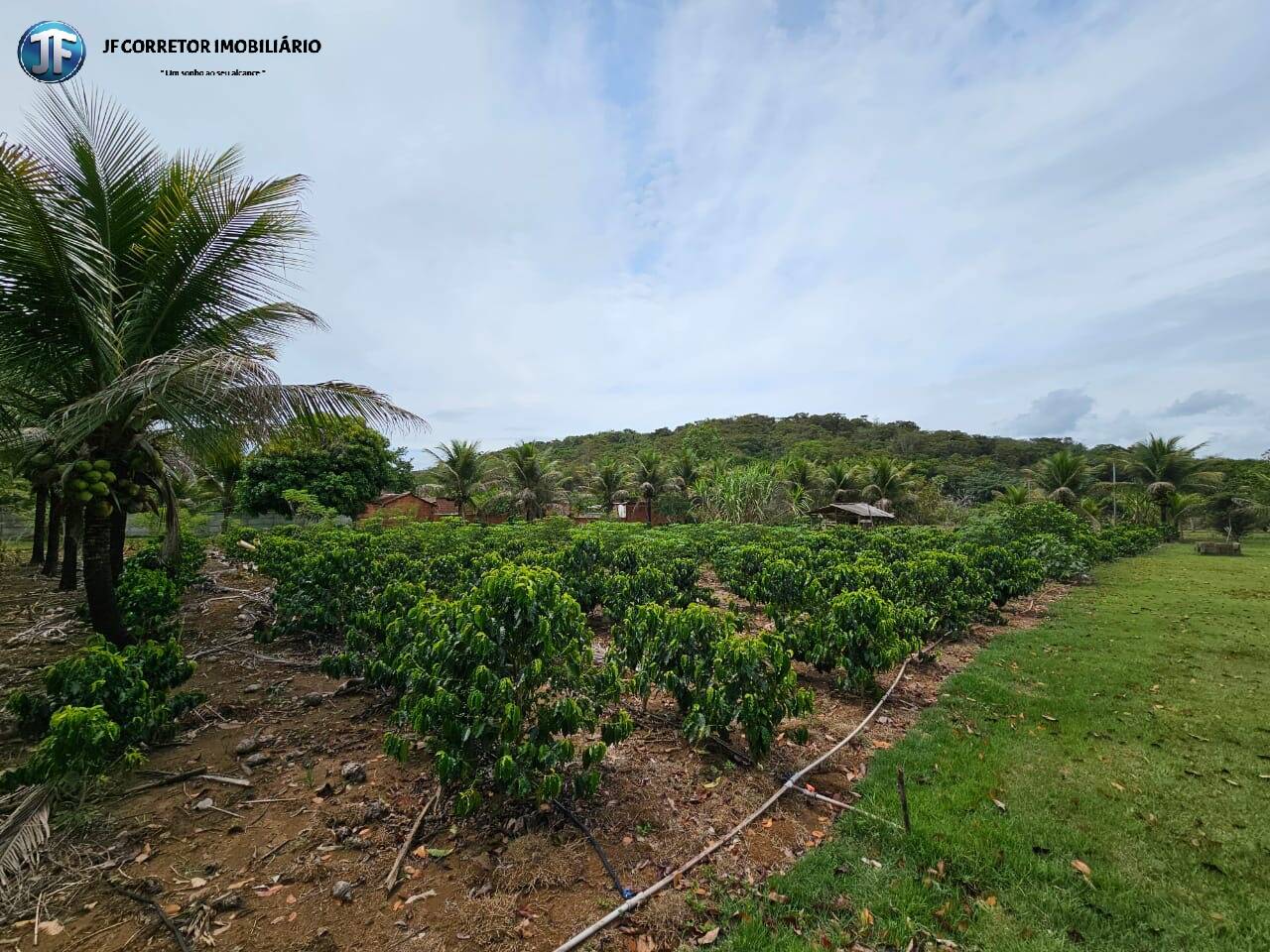 Fazenda à venda com 4 quartos, 6000m² - Foto 17