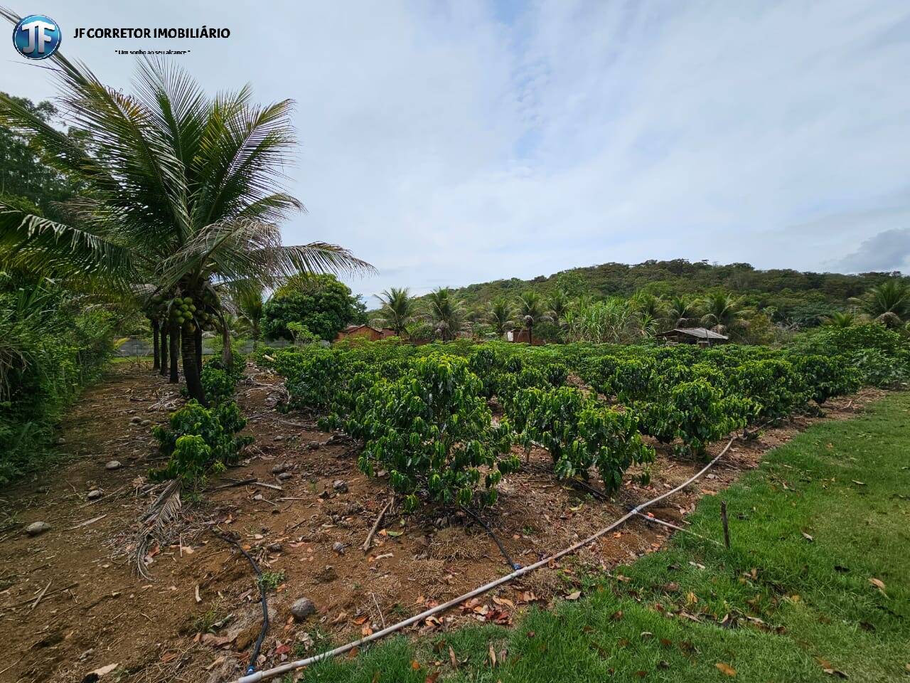 Fazenda à venda com 4 quartos, 6000m² - Foto 25